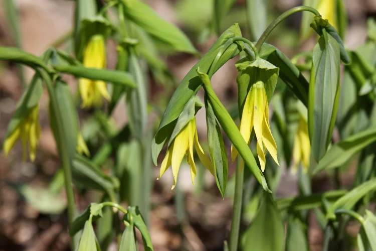 Uvularia or bellwort, pale yellow bell-shaped flowers, a delicate flower starting with U