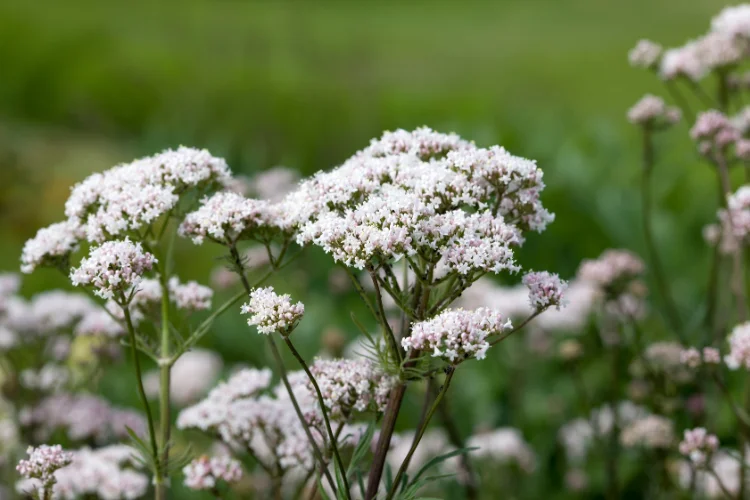 Valerian flower clusters with small white and pink blooms in a garden