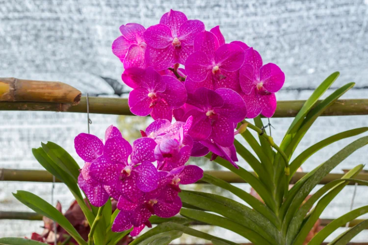 Vibrant magenta Vanda orchid blooms with green leaves in a garden