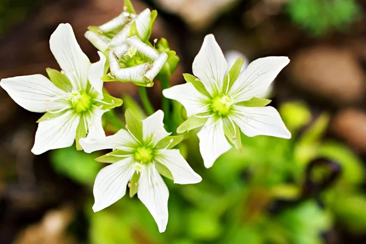 White star-shaped Venus flytrap flower blooming on a tall stalk