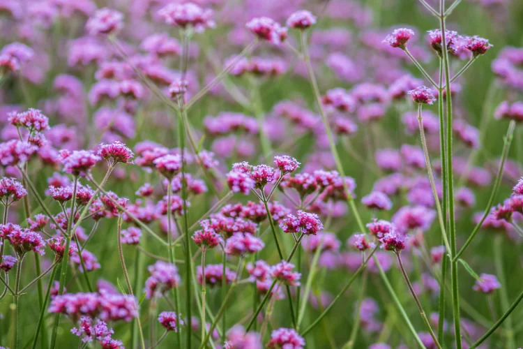 Field of purple verbena flowers blooming on slender green stems