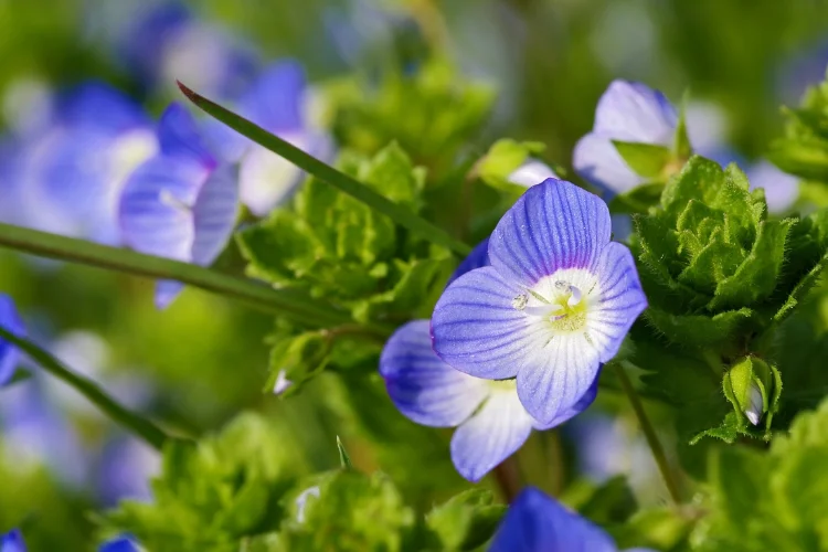 Blue veronica speedwell flowers blooming among green foliage