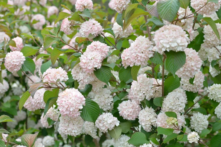 Viburnum shrub covered in clusters of white and pale pink flowers