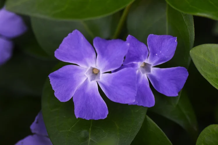 Purple vinca periwinkle flowers growing among glossy green leaves