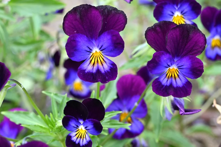 Deep purple and yellow viola flowers blooming in a garden bed