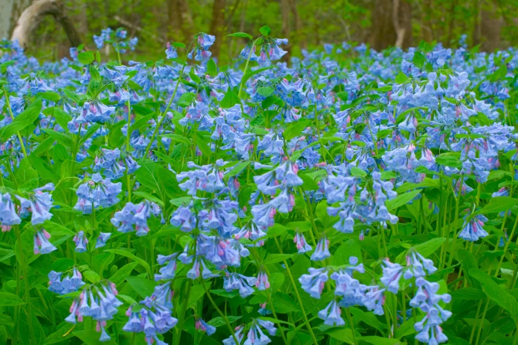 Field of blue Virginia bluebells blooming in a spring woodland