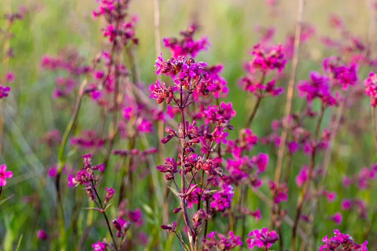 Bright pink viscaria flowers blooming on thin stems in a meadow