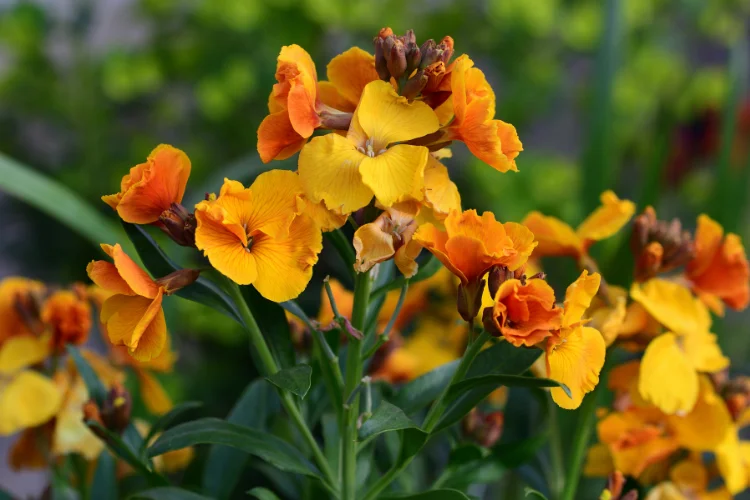 Orange and yellow wallflower (Erysimum) blooms clustered together in a sunny garden bed
