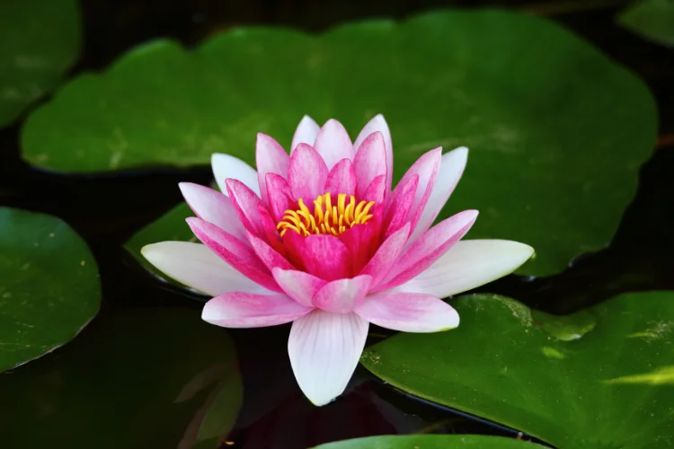 Pink water lily flower floating on a pond surrounded by large green lily pads