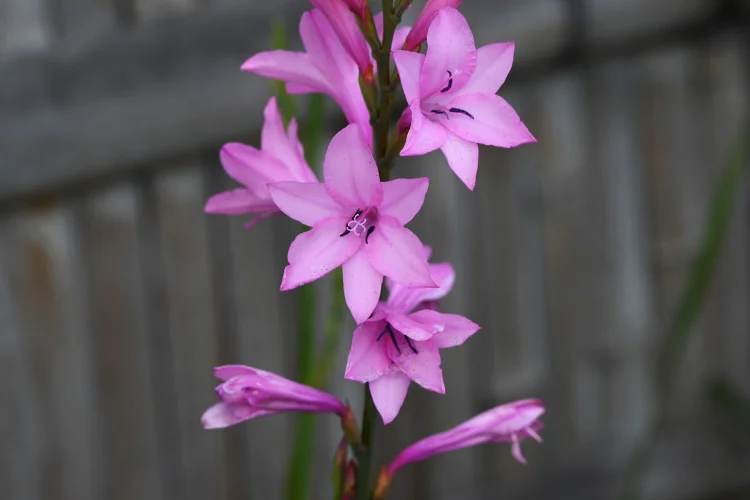 Pink watsonia flower spikes blooming against a wooden fence in a summer garden