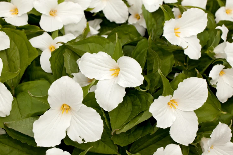 White trillium flowers with three petals blooming among green leaves in a woodland garden