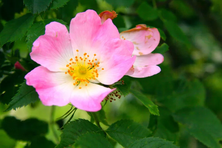 Pink wild rose flower blooming on a green bush with golden stamens visible