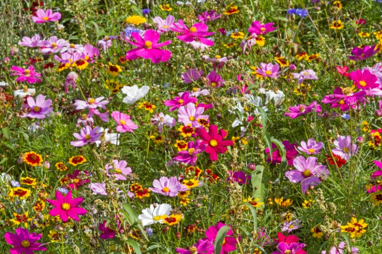 Colorful wildflower mix field with pink, yellow, and purple W flowers blooming together