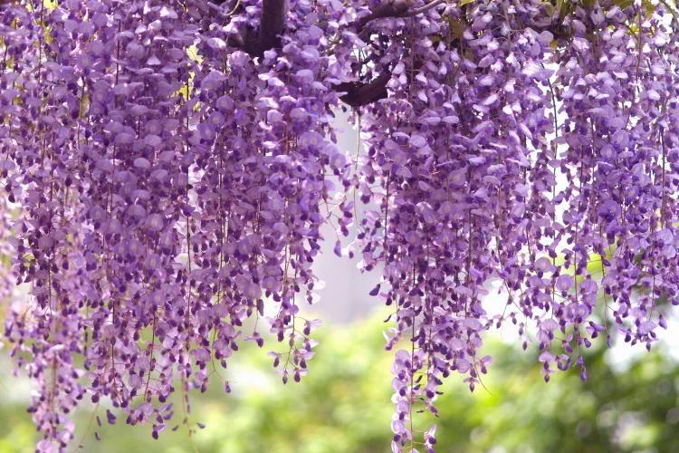 Cascading purple wisteria flowers hanging from a climbing vine in full spring bloom