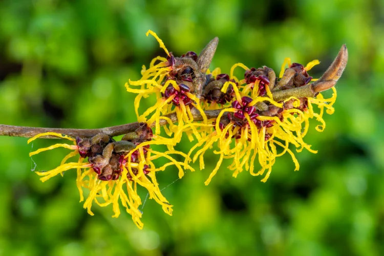 Yellow witch hazel flowers with spidery petals blooming on a bare winter branch