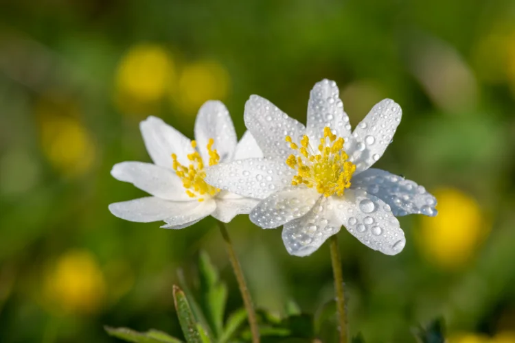 Delicate white wood anemone flowers covered in dew drops blooming in early spring
