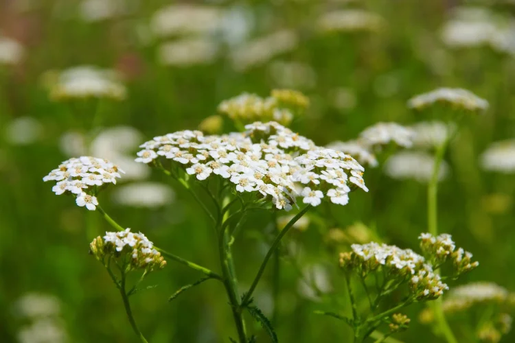 Cluster of white yarrow flowers blooming outdoors, a popular easy-care flower starting with Y