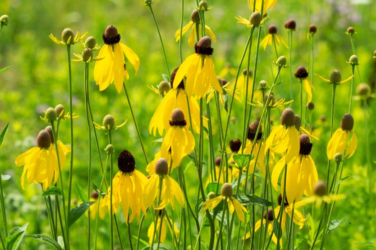 Field of yellow coneflowers with dark centers swaying in a sunny native prairie garden