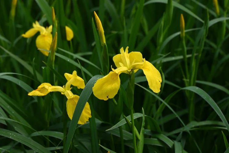 Bright yellow flag iris blooms growing beside water, a striking flower that starts with Y