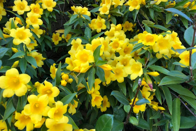 Golden yellow jessamine vine covered in fragrant trumpet-shaped flowers, South Carolina's official state flower