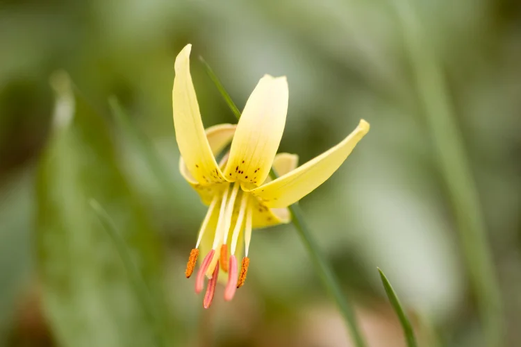 Delicate yellow trout lily flower with curved petals blooming on the shaded forest floor