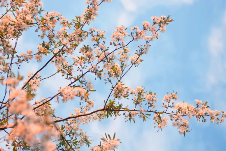 Yellowwood tree branches covered in delicate white blossoms against a soft blue spring sky