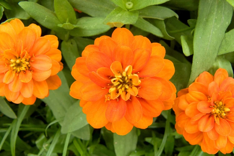 Bright orange zinnia flowers blooming in the garden, an old-fashioned favorite among Y flowers