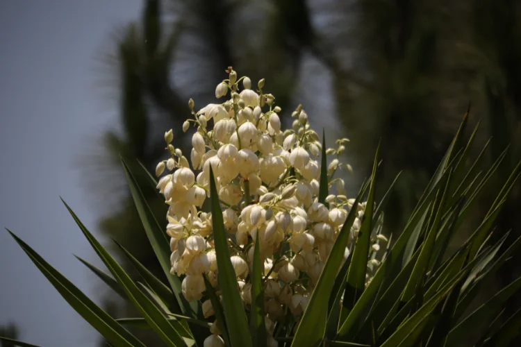 Tall yucca flower spike with creamy white blooms rising above sharp desert-plant leaves