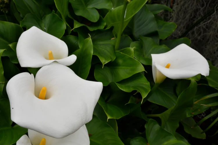 Elegant white zantedeschia calla lily flowers blooming among lush green garden foliage