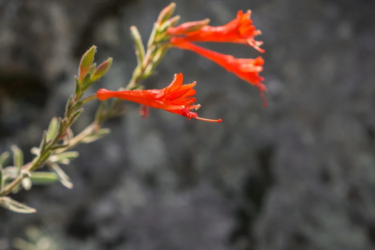 Bright orange red zauschneria California fuchsia flowers, a drought tolerant Z flower for gardens