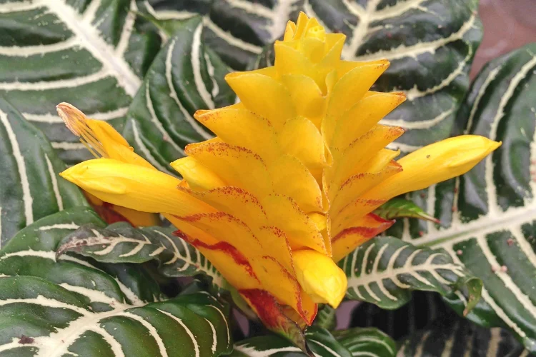 Golden yellow zebra plant aphelandra flower with striking white striped tropical leaves