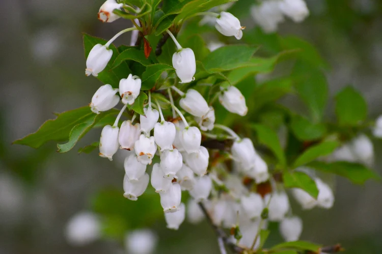 Delicate white bell shaped zenobia flowers blooming on a native southeastern shrub