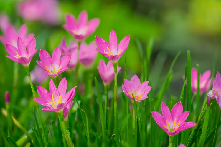 Pink zephyranthes rain lily flowers blooming in green grass after summer rainfall