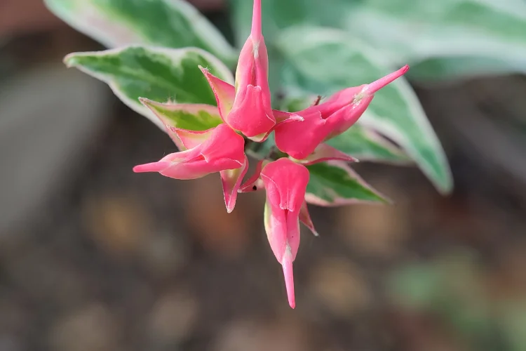 Pink zigzag plant pedilanthus flowers growing on distinctive angular succulent stems