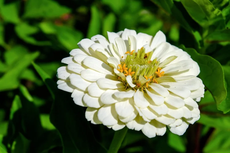 White zinnia flower in bloom, one of the easiest flowers starting with Z to grow