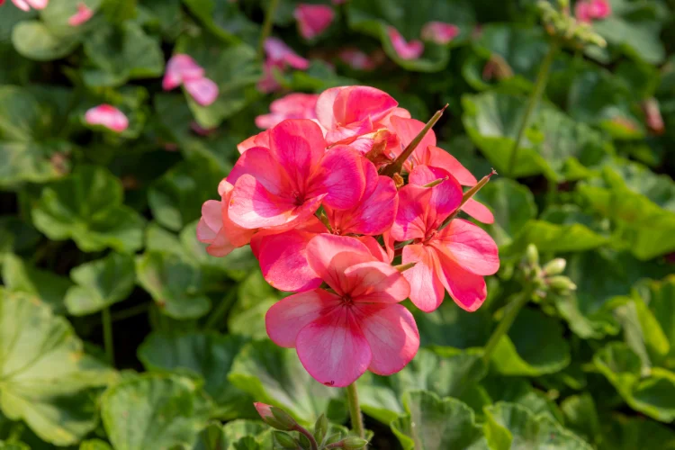Pink and coral zonal geranium pelargonium flower cluster blooming in a garden