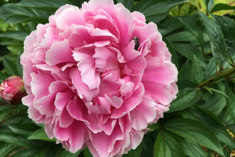 Full pink peony bloom with lush petals, the romantic secondary November birth flower