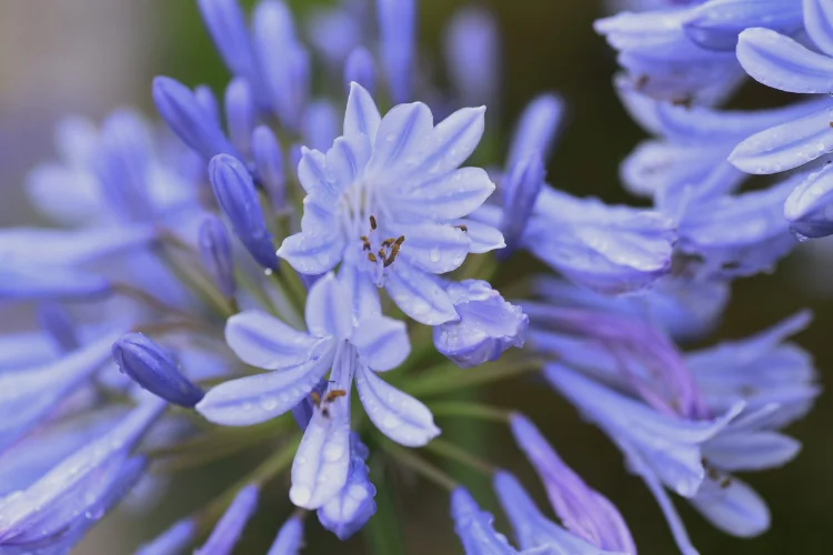 Close-up of pale blue agapanthus flower clusters with delicate petals covered in dew drops.
