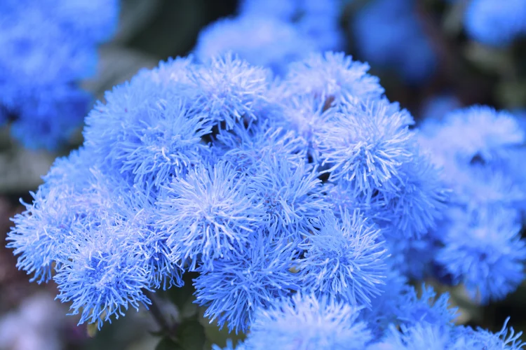 Fluffy powder blue ageratum flower clusters blooming densely together in a garden border.