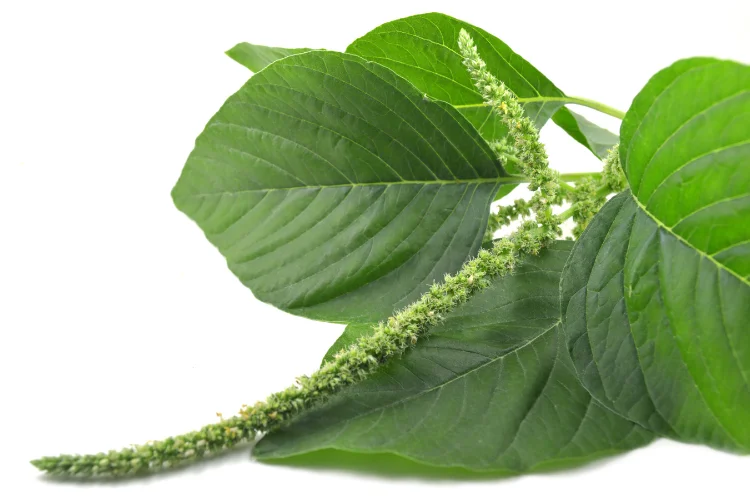 Green amaranthus flower with cascading plumes and broad leaves, an unusual green flowering plant