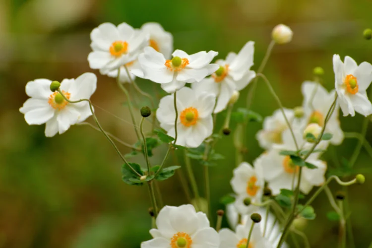 White Japanese anemone fall flowers with golden centers blooming on slender green stems.