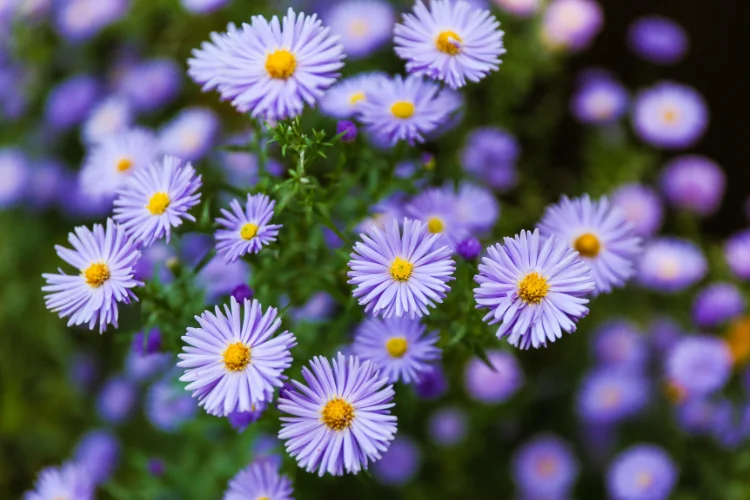 Purple aster fall flowers with bright yellow centers blooming in a dense autumn garden.