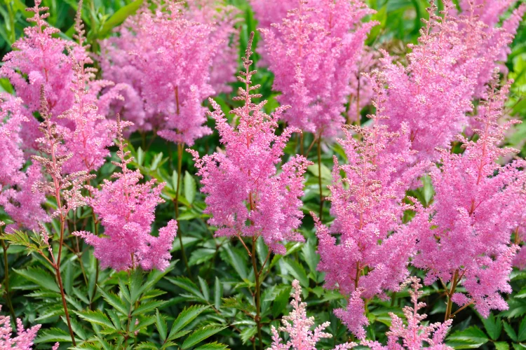Pink astilbe flowers with feathery plumes blooming among green foliage in a garden bed