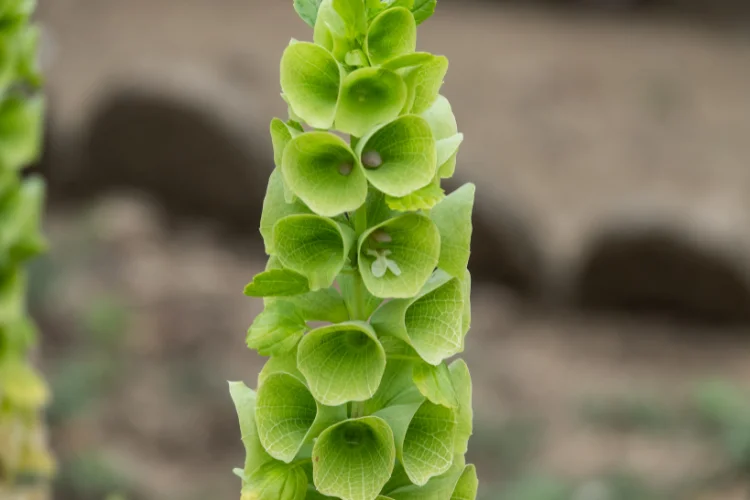 Bells of Ireland green flower spikes showing bell-shaped calyces, a florist favorite green flowering plant