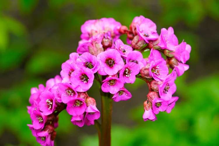 Bright pink bergenia flower clusters blooming on a red stem against green foliage backdrop