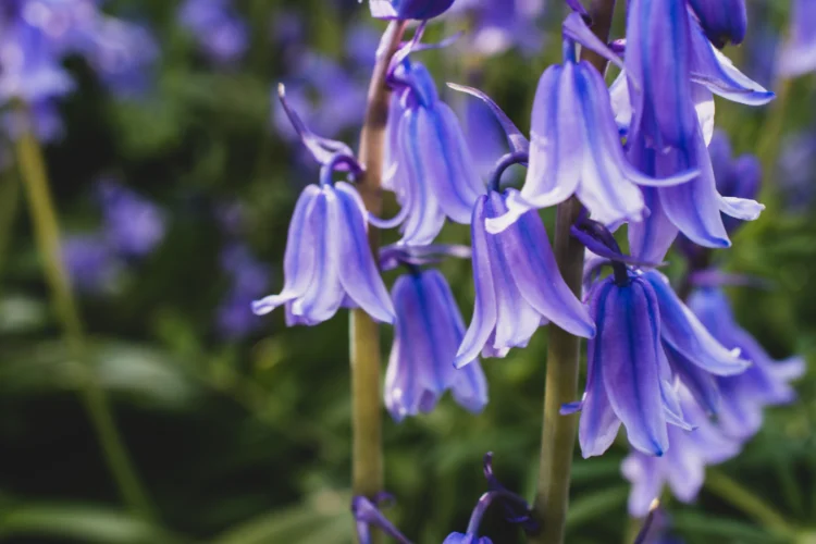 Violet blue bluebells hanging in delicate clusters along green woodland stems in spring