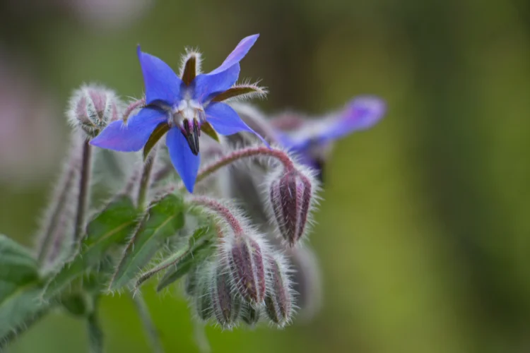 Star-shaped blue borage flower with hairy purple buds growing on a green herb garden stem.