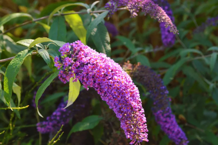 Purple butterfly bush buddleja flower spikes blooming on a sunny garden branch