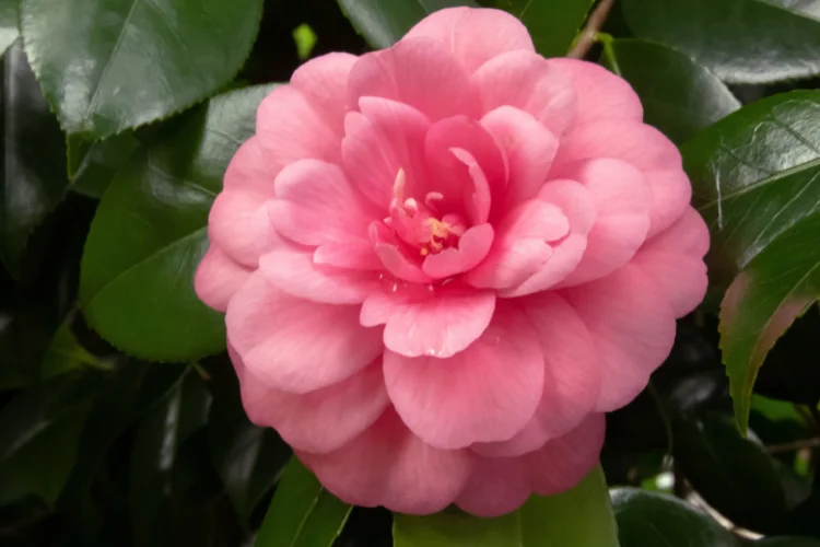 Pink camellia flower with layered petals blooming against glossy dark green evergreen leaves.