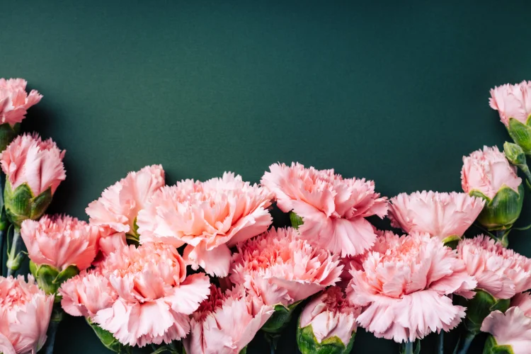 Pink carnation flowers with ruffled petals arranged against a dark green background